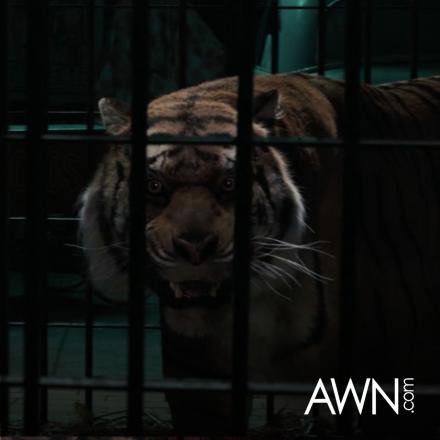 a large tiger behind bars