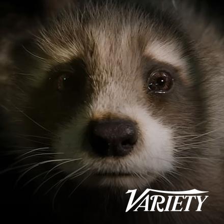 A baby raccoon overlaid with the Variety logo