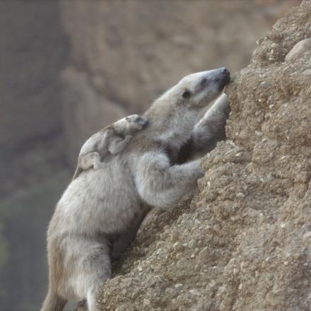 Two photoreal CGI giant snow sloths one parent and one infant climbing up a hill.