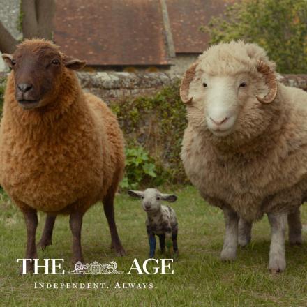 Three CGI animated sheep stood facing the camera with The Age logo in the bottom left corner.