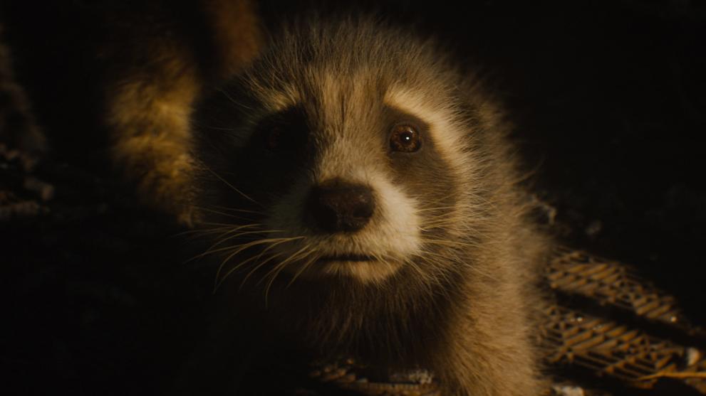 Baby Rocket raccoon in Guardians of the Galaxy 3